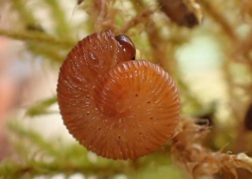 Réf. 266 888 : Tenthredo scrophulariae